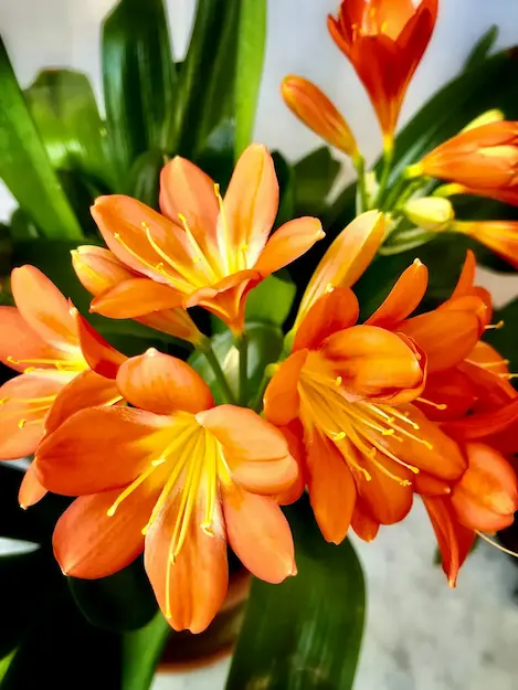 Kompozim i luleve Orange Silk me lule portokalli të gjalla